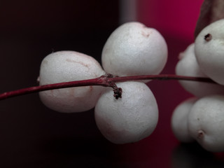 macro photography of Wolfberry with a leafs close-up on a dark green background. autumn berries Macro photo