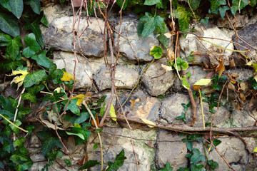 old wall background with big stone bricks damaged texture and green ivy plants with leaves