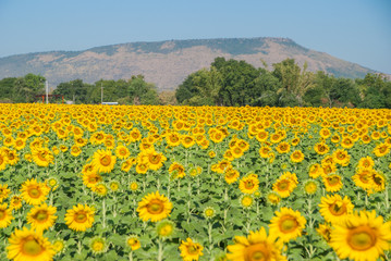 sunflowers, sunflowers farm, sunflowers from Thailand country