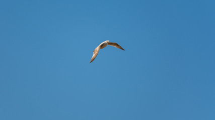 Seagull at Razo Beach, A Coruña, Spain