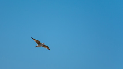 Fototapeta na wymiar Seagull at Razo Beach, A Coruña, Spain