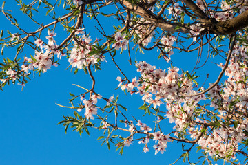 Árbol de albaricoque en floración
