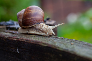 Schnecke Schneckenhaus Makro 