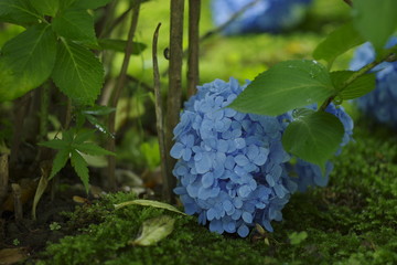 地べたのアジサイ