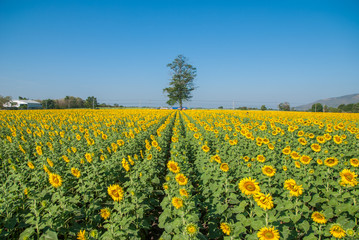 sunflowers, sunflowers farm, sunflowers from Thailand country