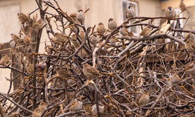 A lot of sparrows are sitting on branches