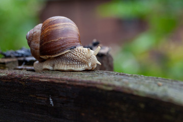 Schnecke Schneckenhaus Makro 