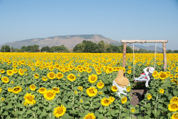 Obraz premium sunflowers, sunflowers farm, sunflowers from Thailand country