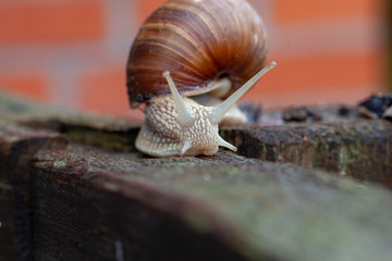 Schnecke Schneckenhaus Makro 