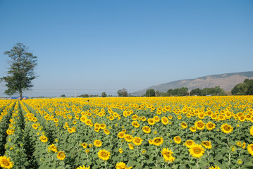 sunflowers, sunflowers farm, sunflowers from Thailand country