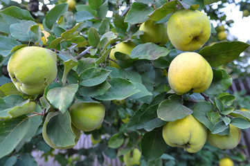 Quince ripen on the branch of the bush