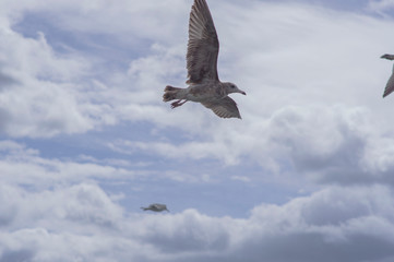 カモメが飛んだ
