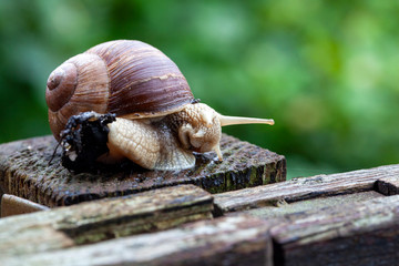 Schnecke Schneckenhaus Makro 