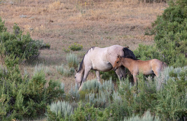 Obraz na płótnie Canvas Wild Horse Mare and Foal in Colorado in Summer