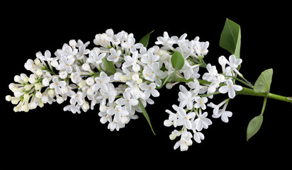 long white isolated on black lilac blossom