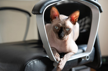 cat with a disgruntled face lies on a black office chair and looks at the camera, canadian Sphynx, pet