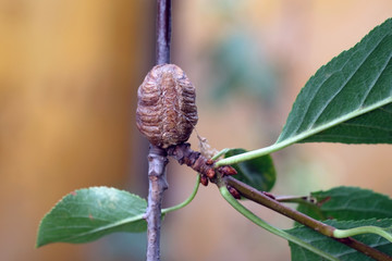 A sprig of cherry with green leaves with a egg pouch attached to it. Mantis cocoon for laying eggs on a cherry branch. ootheca close up.
