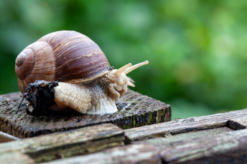 Schnecke Schneckenhaus Makro 