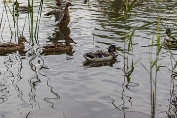 Curious Ducks on Urban lake water looking for food