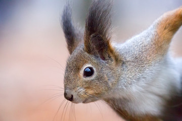 Naklejka na ściany i meble winter squirrel closeup