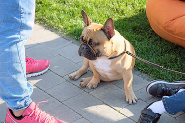 French bulldog sits on paving slabs resting on its front paws. The dog is brown with a white spot...
