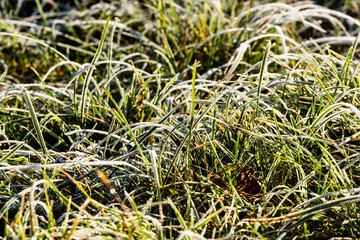 autumn grass in the morning covered with hoarfrost