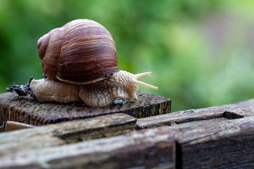 Schnecke Schneckenhaus Makro 