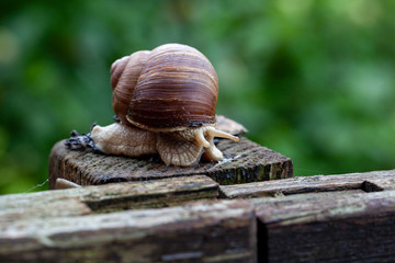 Schnecke Schneckenhaus Makro 