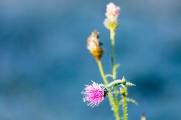 autumn flower covered with hoarfrost