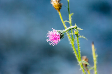 autumn flower covered with hoarfrost