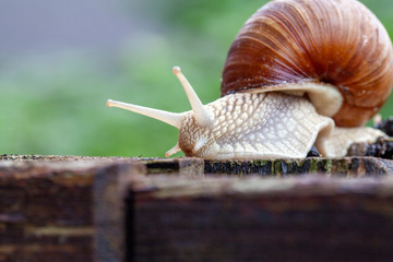 Schnecke Schneckenhaus Makro 