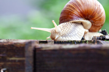 Schnecke Schneckenhaus Makro 
