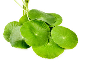 Asiatic Leaf Herb gotu kola, indian pennywort, centella asiatica, tropical herb isolated on white...