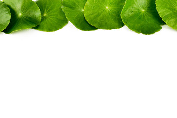 Asiatic Leaf Herb gotu kola, indian pennywort, centella asiatica, tropical herb isolated on white...