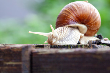 Schnecke Schneckenhaus Makro 