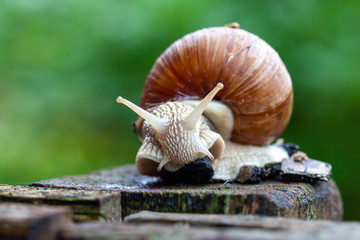 Schnecke Schneckenhaus Makro 