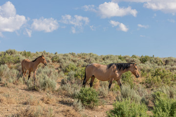 Fototapeta na wymiar Wild Horse Mare and Foal in Colorado in Summer
