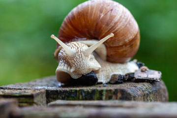 Schnecke Schneckenhaus Makro 