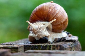 Schnecke Schneckenhaus Makro 