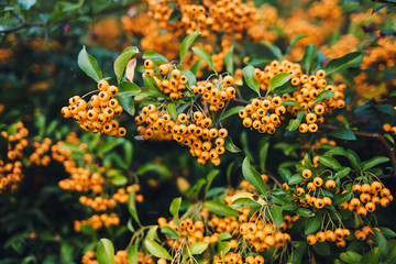 yellow clusters of Rowan berries on the bushes