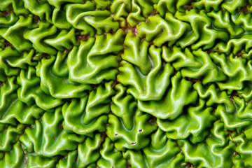 The crumpled Euryale ferox pad closed up 