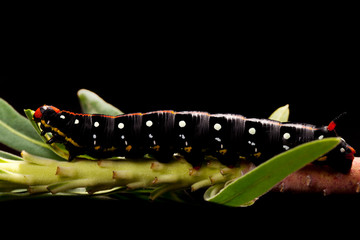Caterpillar insect natural larva plant