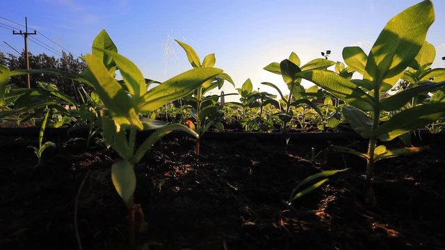 4k of young seedling of organic vegetable plantation in a row during the morning light for agriculture and farming design usage shot at ground level
