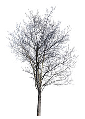 isolated winter dense maple bare tree