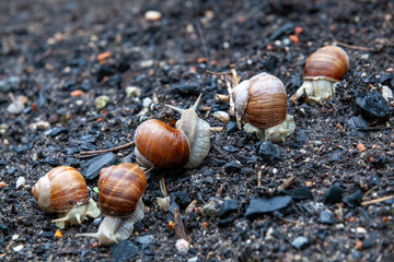 Schnecke Schneckenhaus Makro 