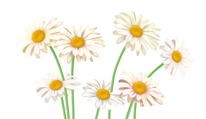 Fototapeta premium Summer poster with daisy flowers isolated. Vector illustration.