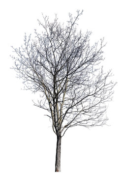 isolated winter dense maple bare tree