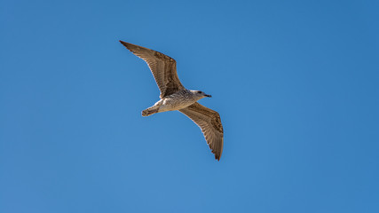 Seagull at Razo Beach, A Coruña, Spain
