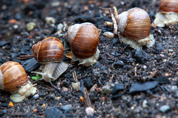Schnecke Schneckenhaus Makro 