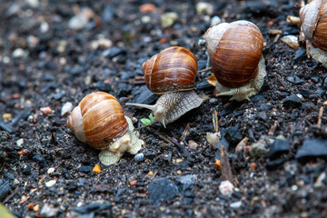 Schnecke Schneckenhaus Makro 